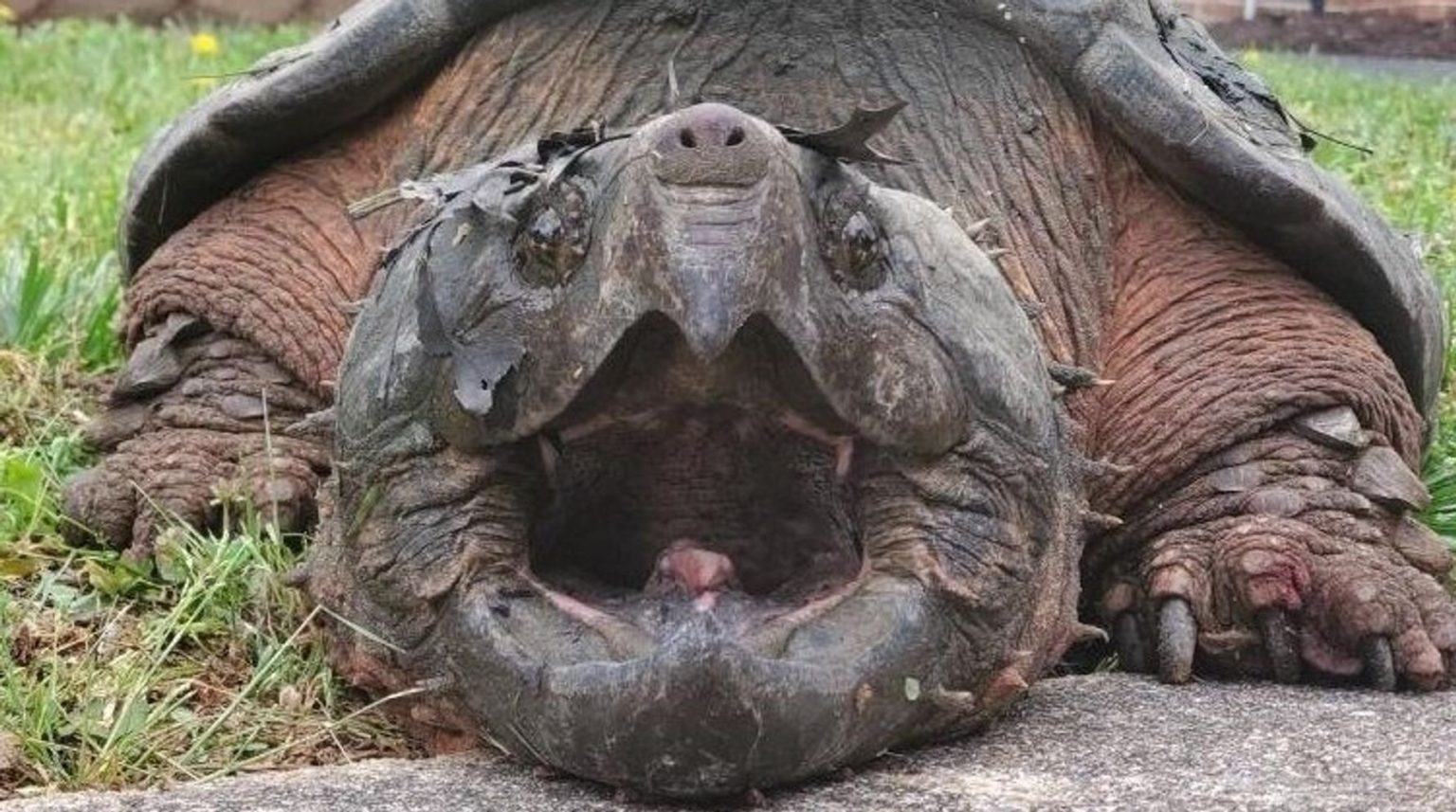 Сердце черепахи поделено на два. Грифовая черепаха большая. Грифовая черепаха самая большая. Каймановая и грифовая черепаха. Грифовая черепаха панцирь.
